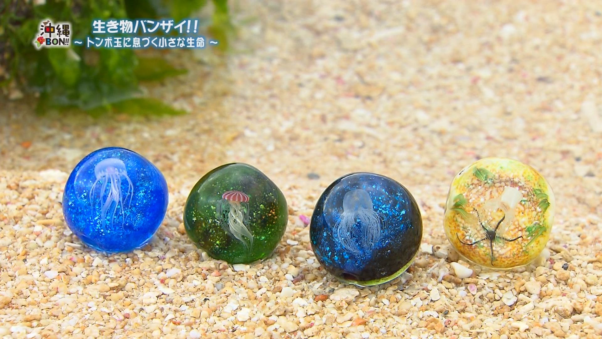 5月2日の沖縄BON!!:特集｢生き物バンザイ!トンボ玉に息づく小さな命 