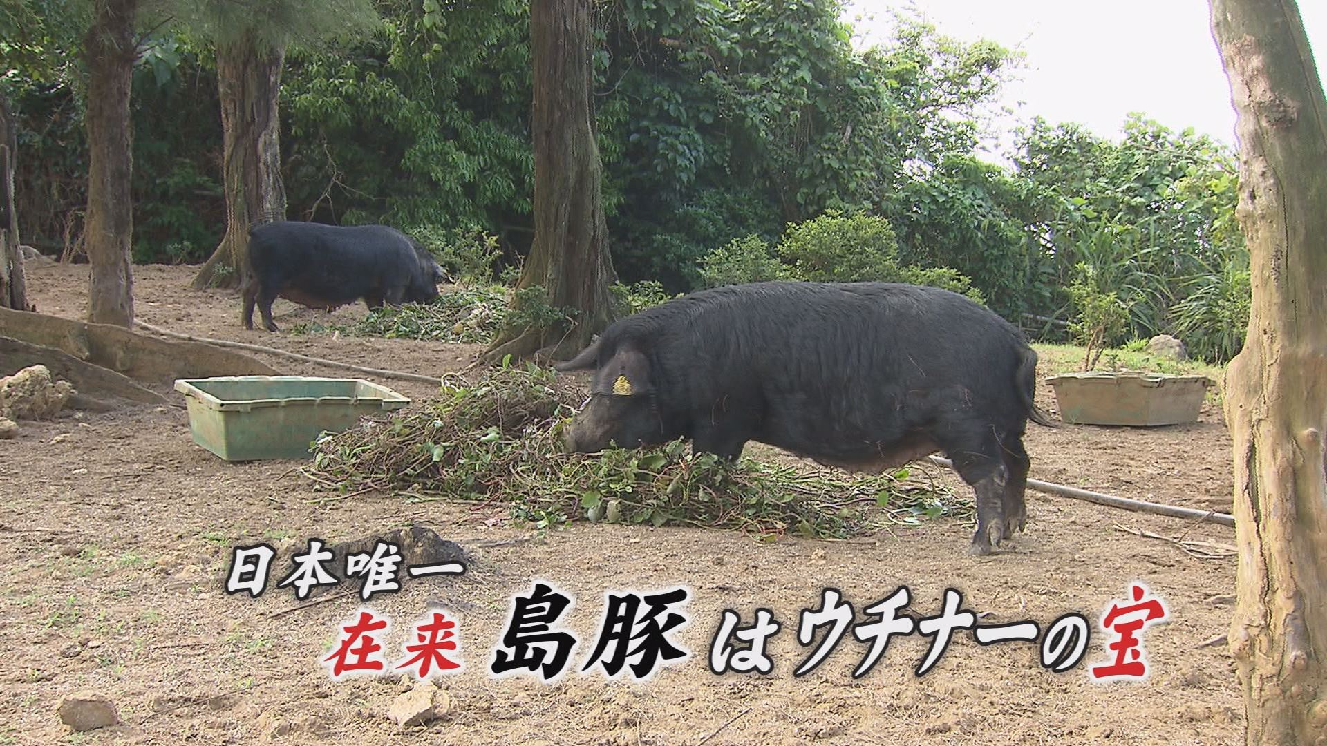 6月24日の沖縄BON!!:特集「日本在来種の島豚を守る！」 ｜ RBC 琉球放送