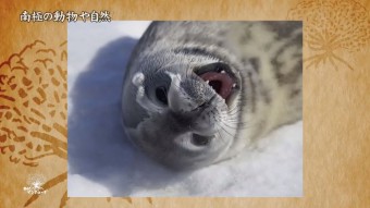 南極の動物