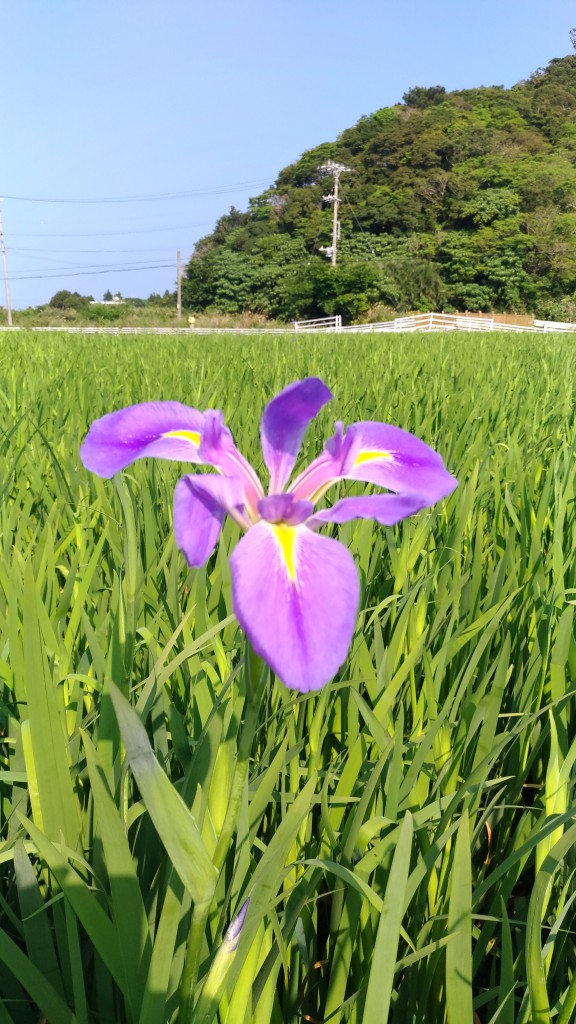 P_20170403_091534_vHDR_On