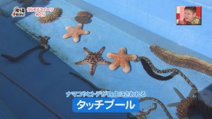 タッチプール