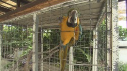 ルリコンゴウインコ