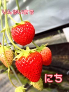 倫会キリマンジャロ