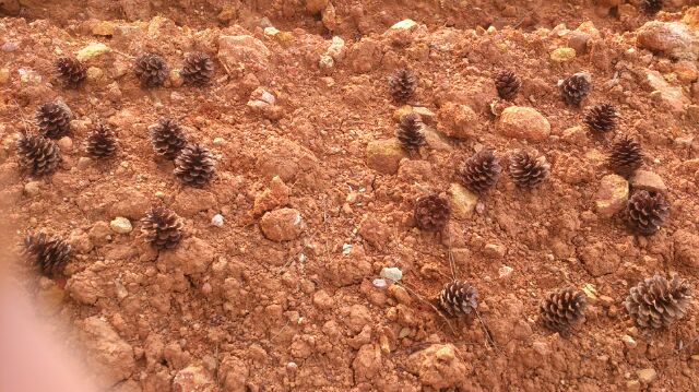 少年大好き週刊中年ジャンプ