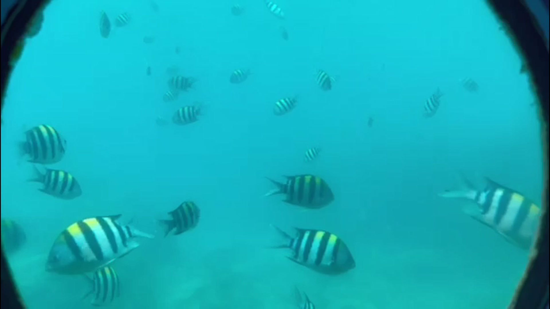 リアル水族館イメージ