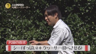 8月5日の沖縄BON!!:魅川憲一郎のオジャマするわよ~「大宜味村シークヮーサー畑」