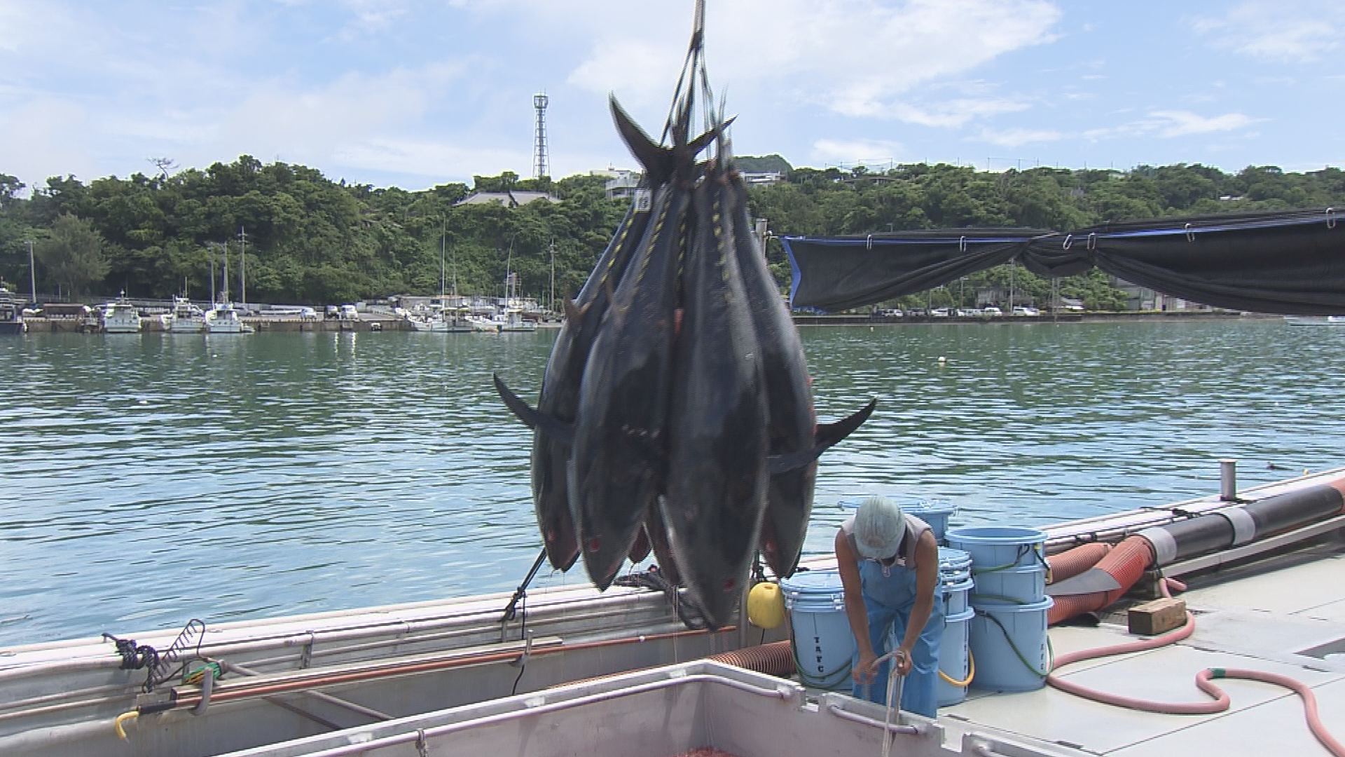 7月30日沖縄bon 特集 カツオの町からマグロの町へ クロマグロ養殖 Rbc 琉球放送