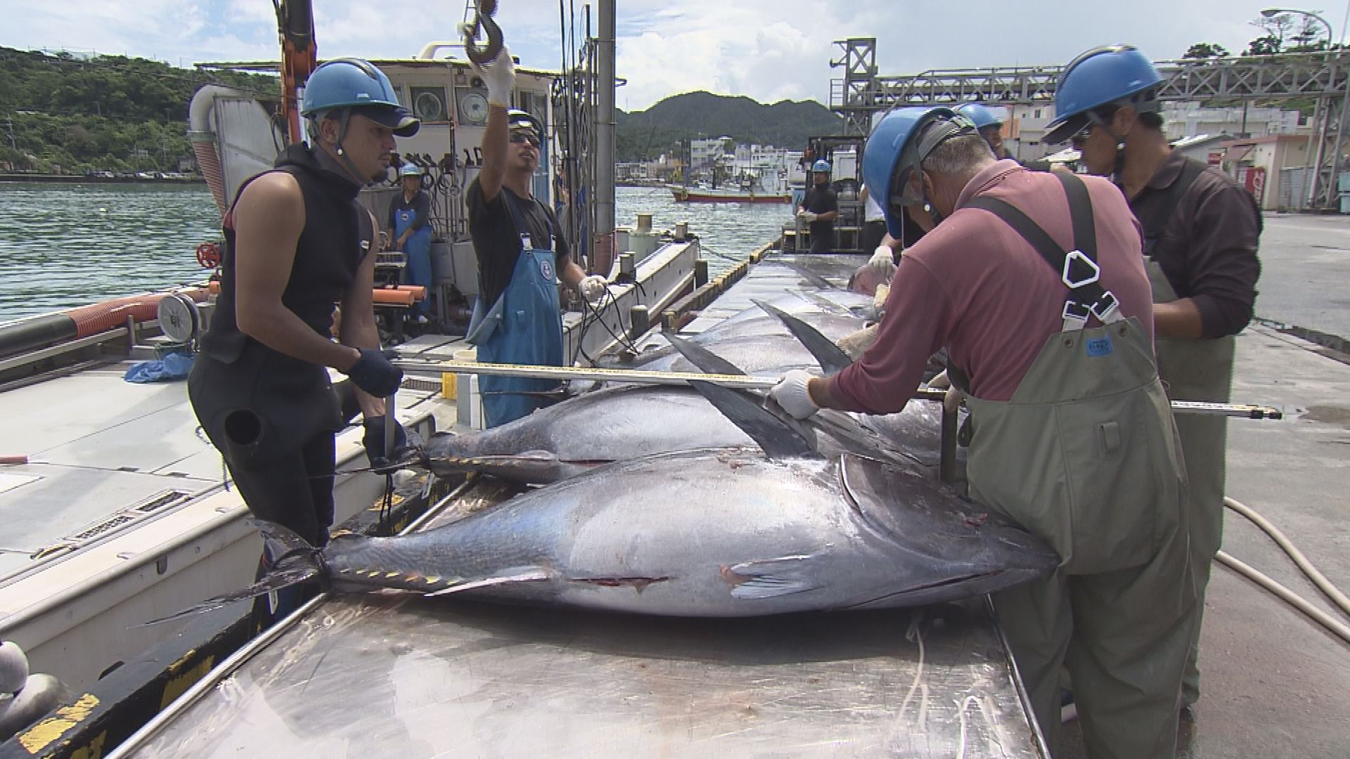 7月30日沖縄bon 特集 カツオの町からマグロの町へ クロマグロ養殖 Rbc 琉球放送