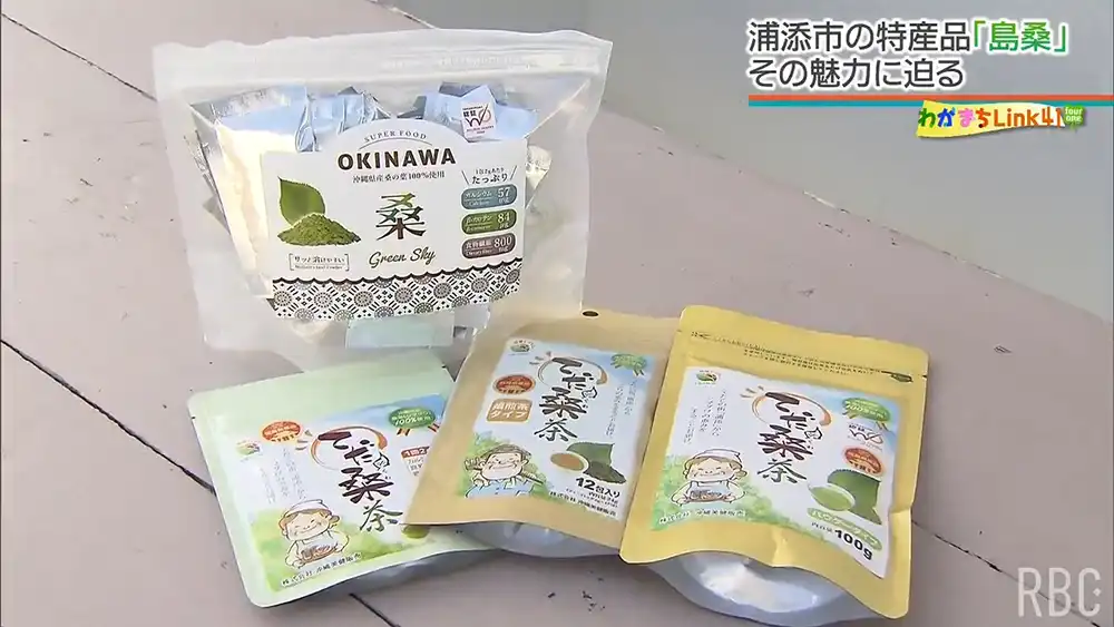 特産品「島桑」使って地域おこし・浦添