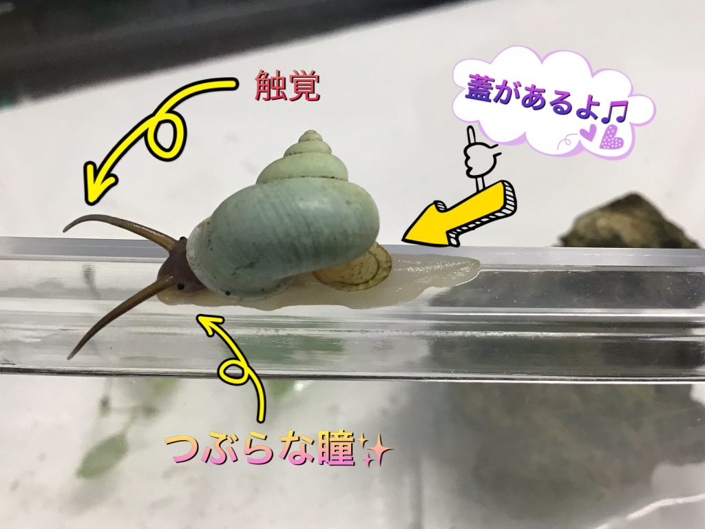 只今いきものんちゅ 緑のカタツムリ Rbc 琉球放送 只今いきものんちゅ 緑のカタツムリ Rbc 琉球放送