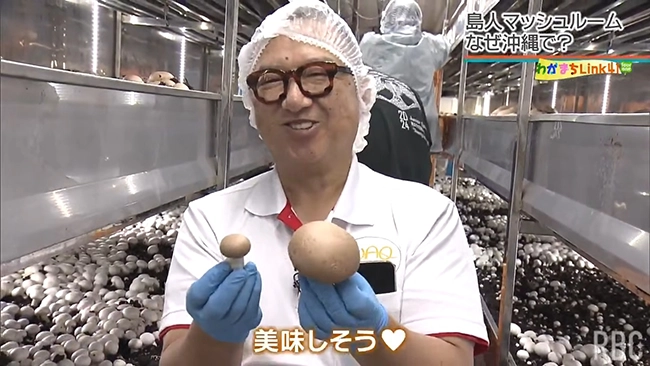 「本当に美味しいマッシュルームを届けたい」沖縄唯一のマッシュルーム栽培 メイドイン糸満をアジアへ発信