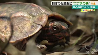 かつて『米の島』とよばれた久米島　ニブチの森に残る1300年以上前の水田跡　先人の暮らしの痕跡