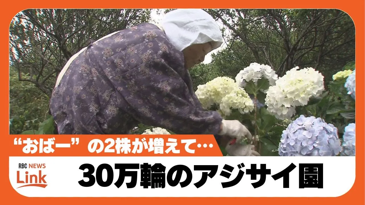 おばーが始めたあじさい園　観光スポットにまでなった園を受け継ぐ家族　本部町・よへなあじさい園