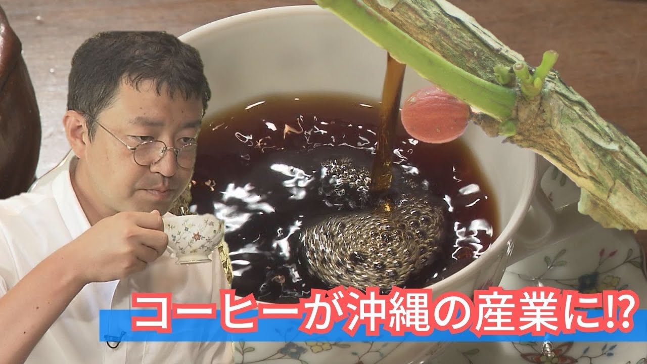 「コーヒー栽培を沖縄の産業に」農家と研究院がタッグを組んで、目指すはハワイのコナコーヒー