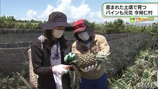 スイカだけじゃない　パインも元気な今帰仁村