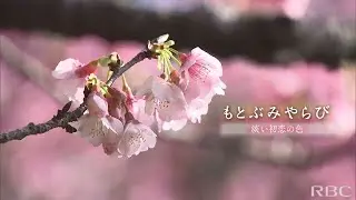 Link41「八重岳の桜」に新たな発見