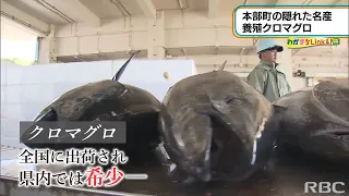 Link41　本部町の隠れた名物　クロマグロ