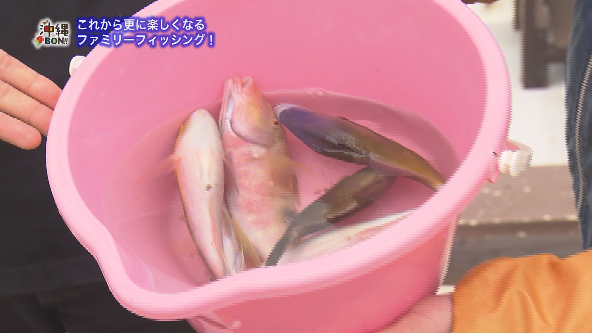 3月10日の沖縄bon 特集 ファミリーフィッシング Rbc 琉球放送 3月10日の沖縄bon 特集 ファミリーフィッシング Rbc 琉球放送