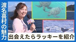 凄い確率で出会える「ウミガメにクジラ」　渡名喜村で満喫できる自然の魅力