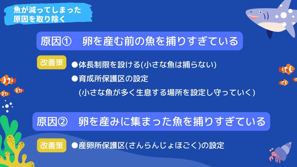 魚が減ってしまった原因のひとつめが、卵を産む前の魚を捕りすぎていることだと考えられています。改善策として①体長制限を設ける（小さな魚は捕らない）②育成所保護区の設定（小さな魚が多く生息する場所を設定し守っていく）を実施しています。魚が減ってしまった原因のふたつめが、卵を産みに集まった魚を捕りすぎていることだと考えられています。改善策として、産卵所保護区を設定しています。