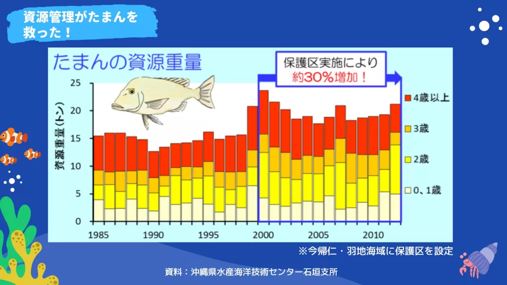 これらの資源管理を行った結果、たまんの資源重量が増加しました。保護区の設定によって、たまんの資源重量が約30％増加しています。保護区は今帰仁と羽地海域に設定しています。沖縄県水産海洋技術センター石垣支所の資料より。