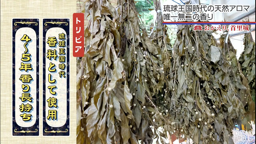“山の香水” 琉球王国時代から受け継がれる香り草「ヤマクニブー」