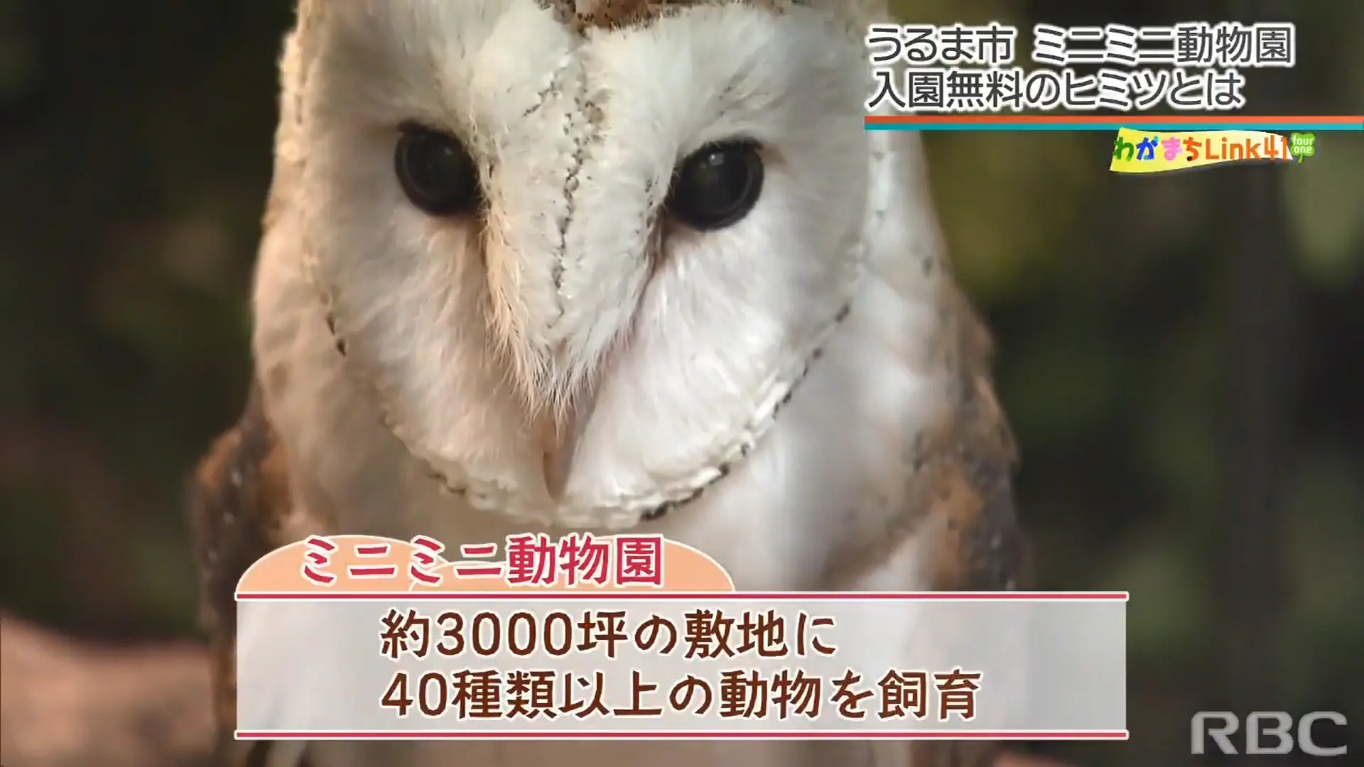 Link41　ミニミニ動物園の魅力