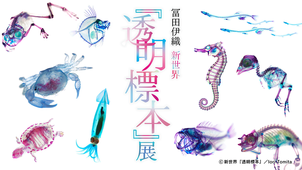 冨田伊織 新世界『透明標本』展